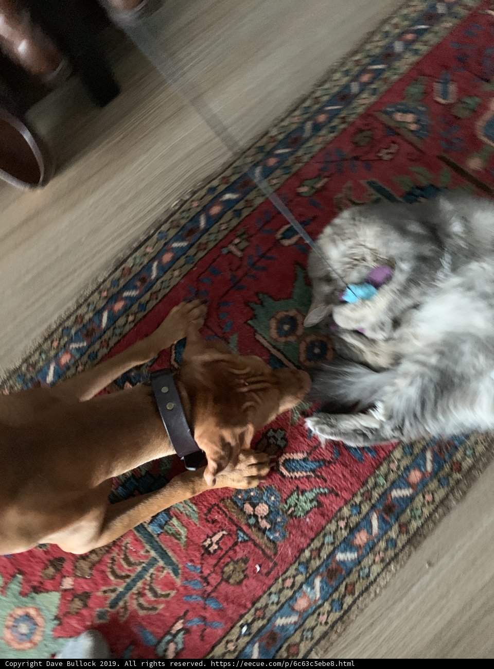 Furry Friends on a Cozy Rug