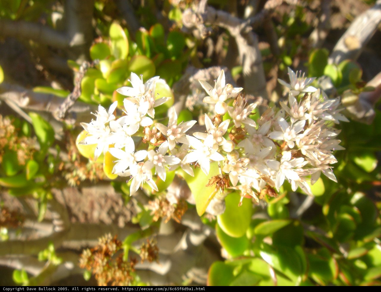 Floral White Symphony