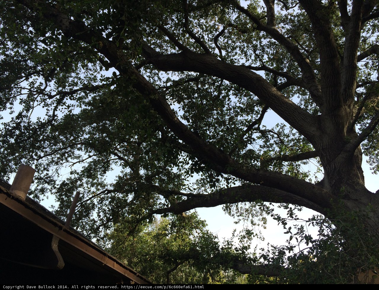 Majestic Oak Tree with a Rooftop View