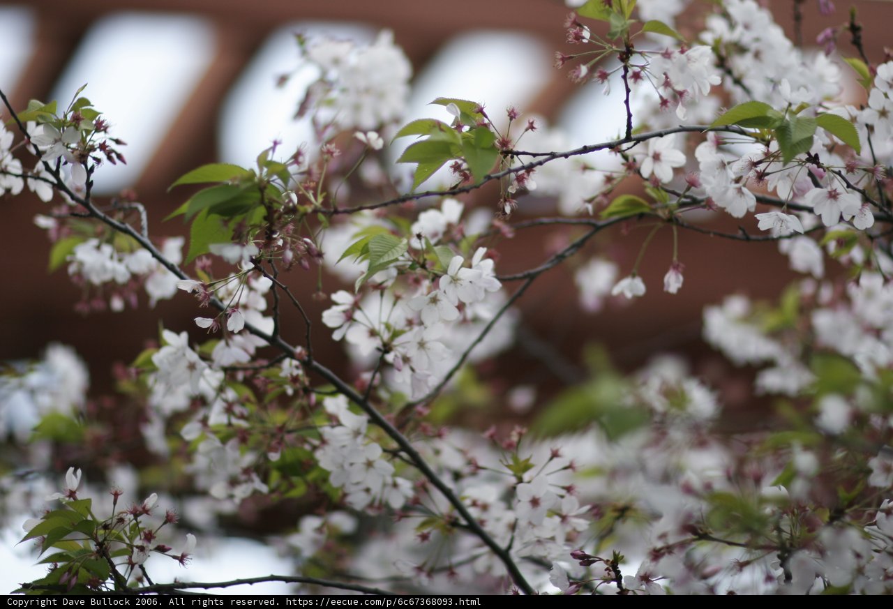 A Beautiful Cherry Blossom Close Up