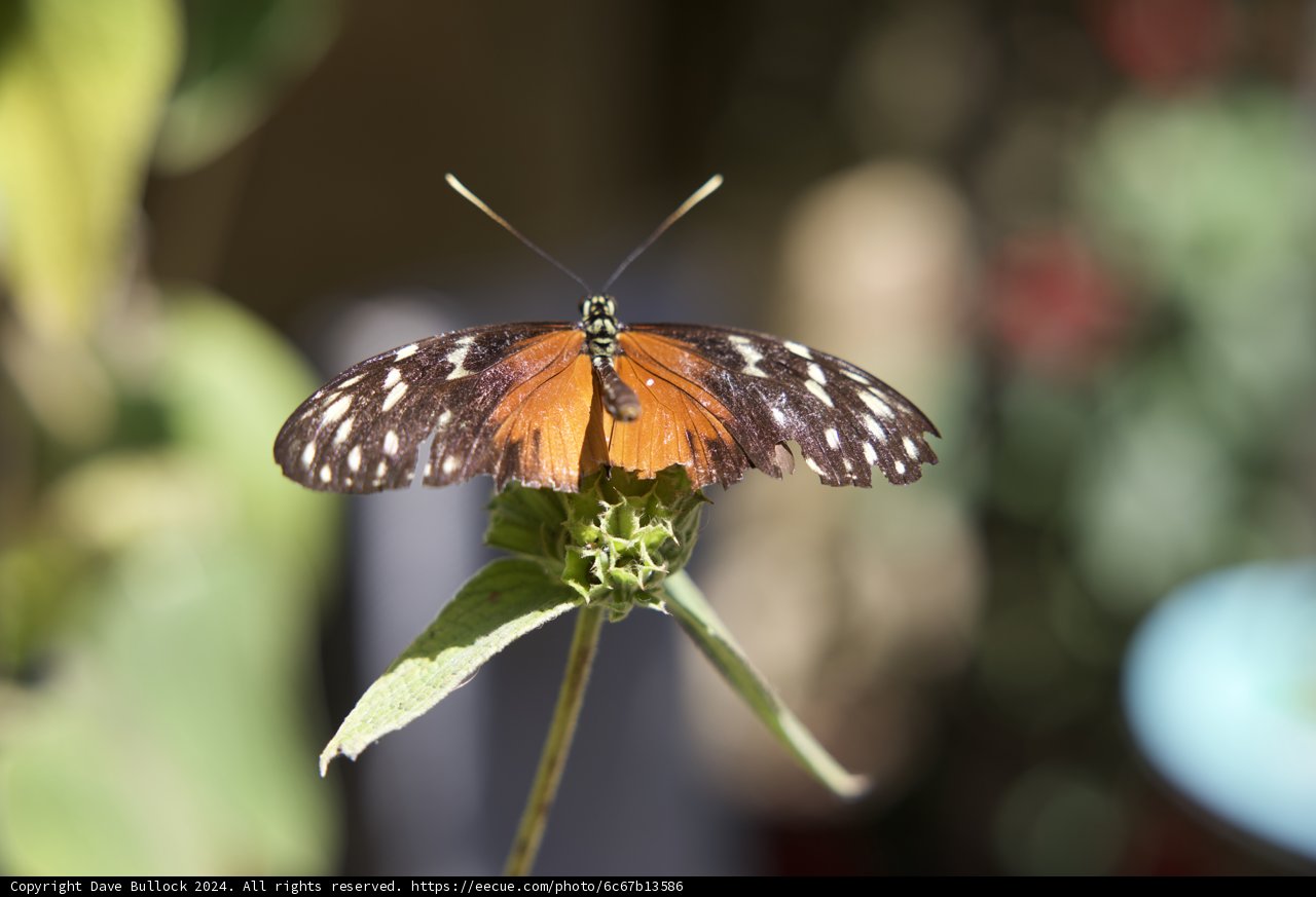 Monarch Delight