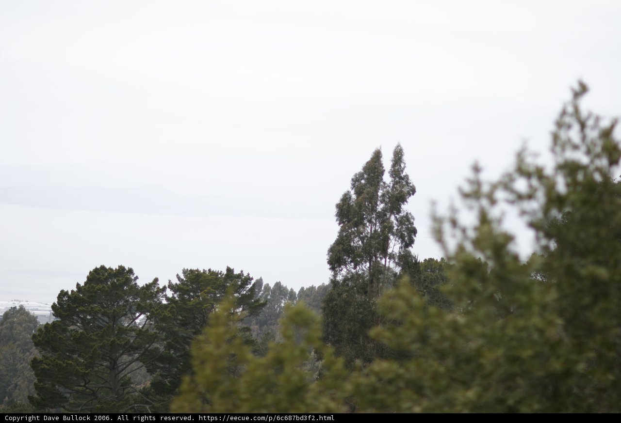 Overhead View of a Forest Filled With Evergreens