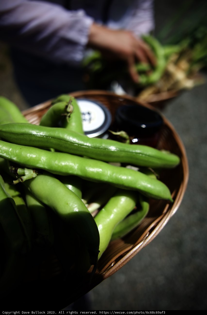 Green Beans Galore