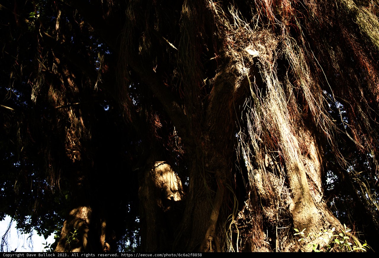 Majestic Sequoia of Golden Gate Park