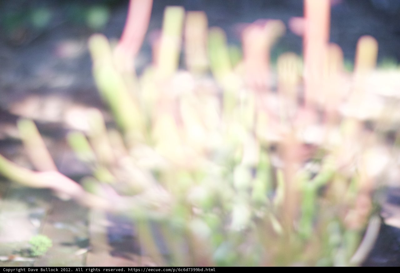Blurry Pink Stems Amidst Vegetation
