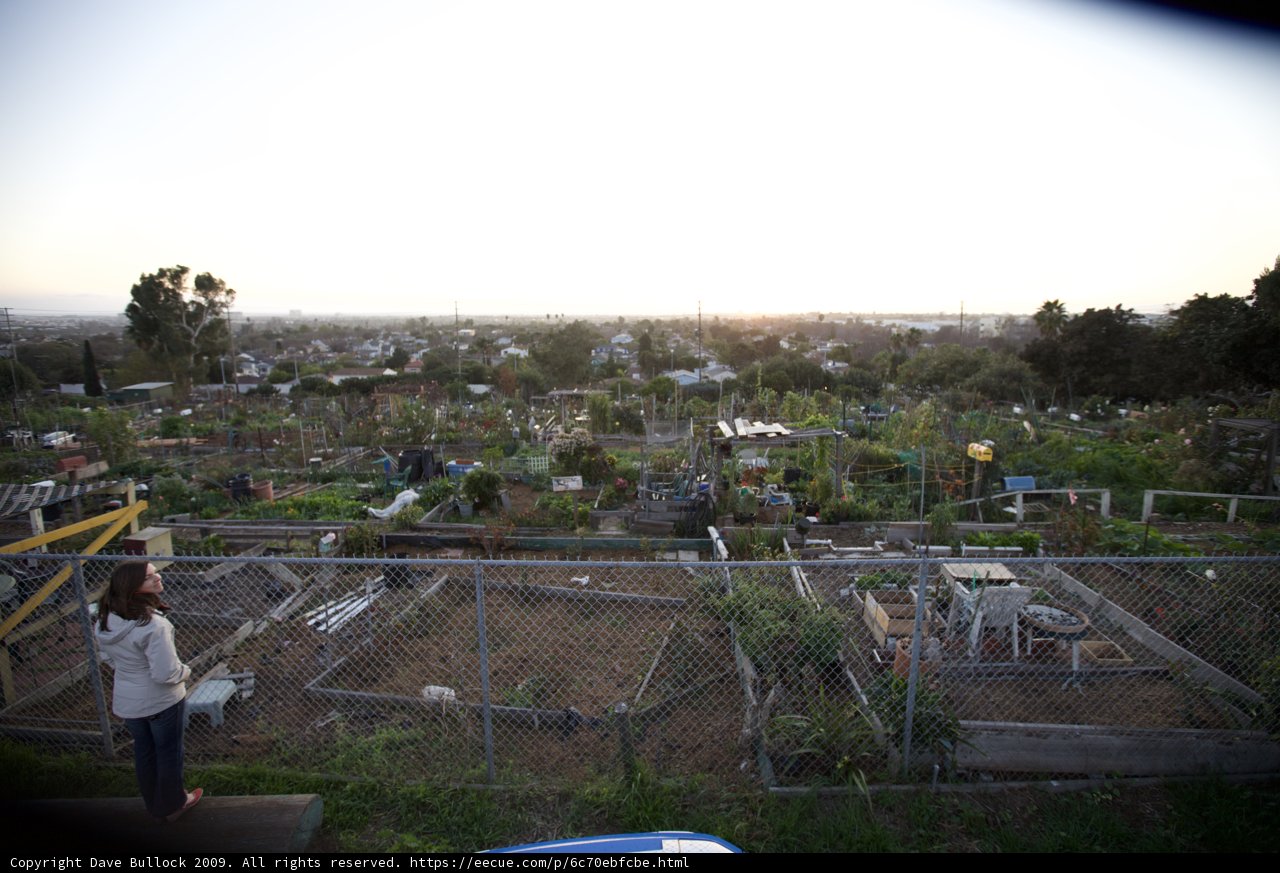 Sunset Stroll in the Community Garden