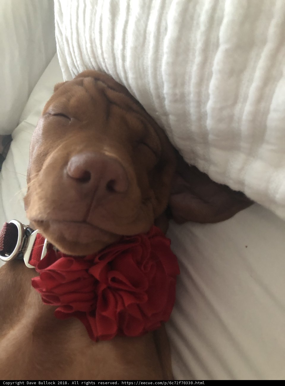 Sleepy Vizsla with a Flower Crown