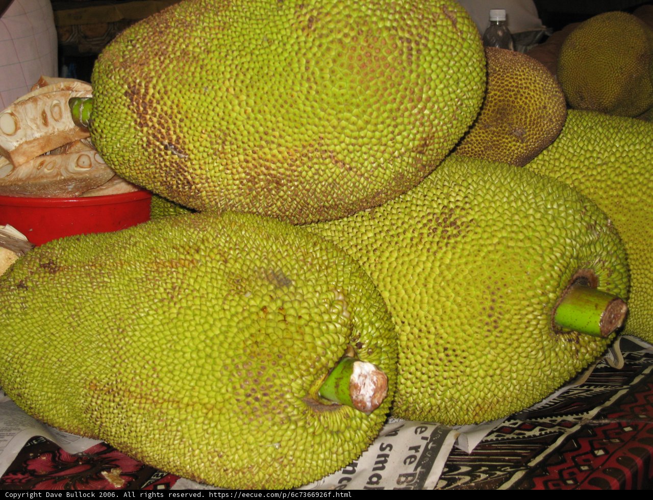 A Bountiful Harvest of Jackfruit