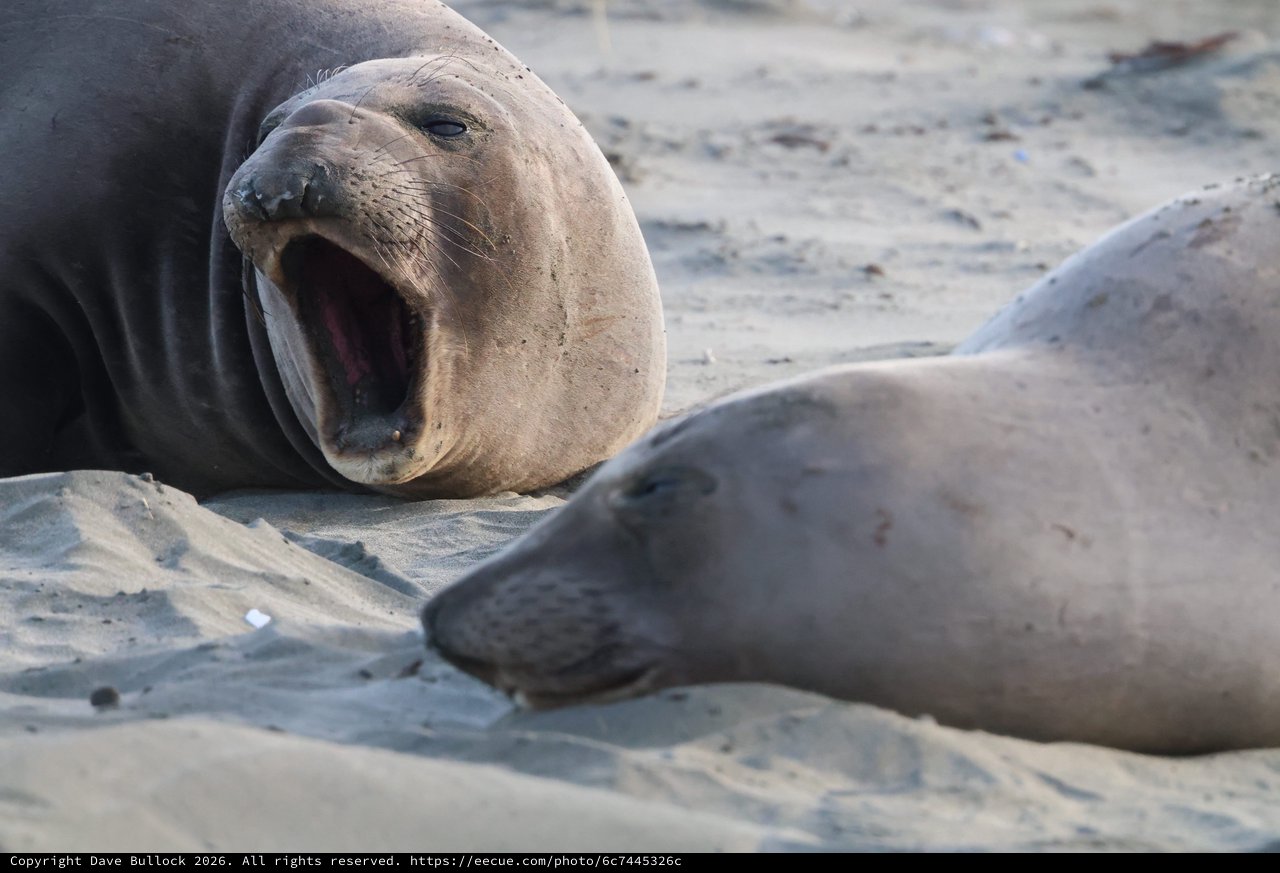 Elephant Seal Displaying Aggressive Vocalization on Beach