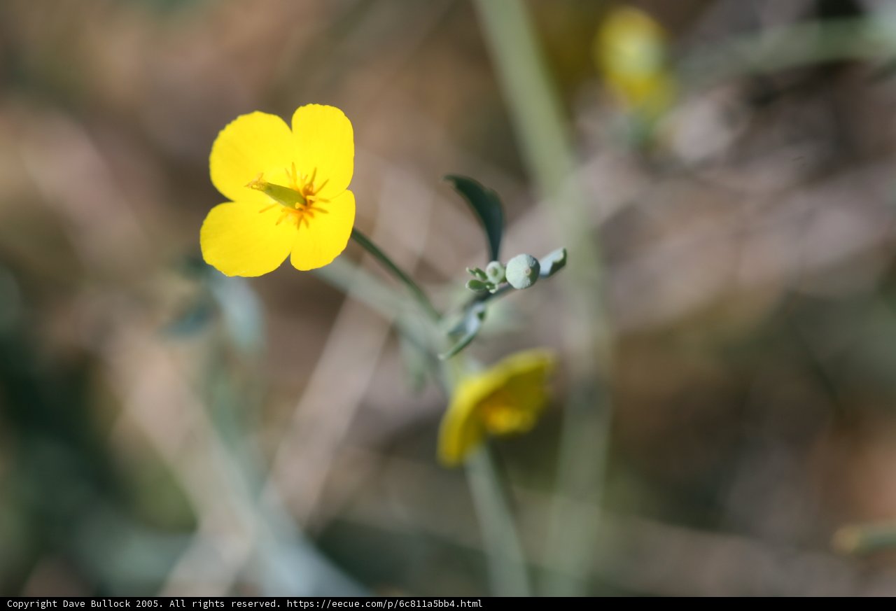 Solo Yellow Geranium