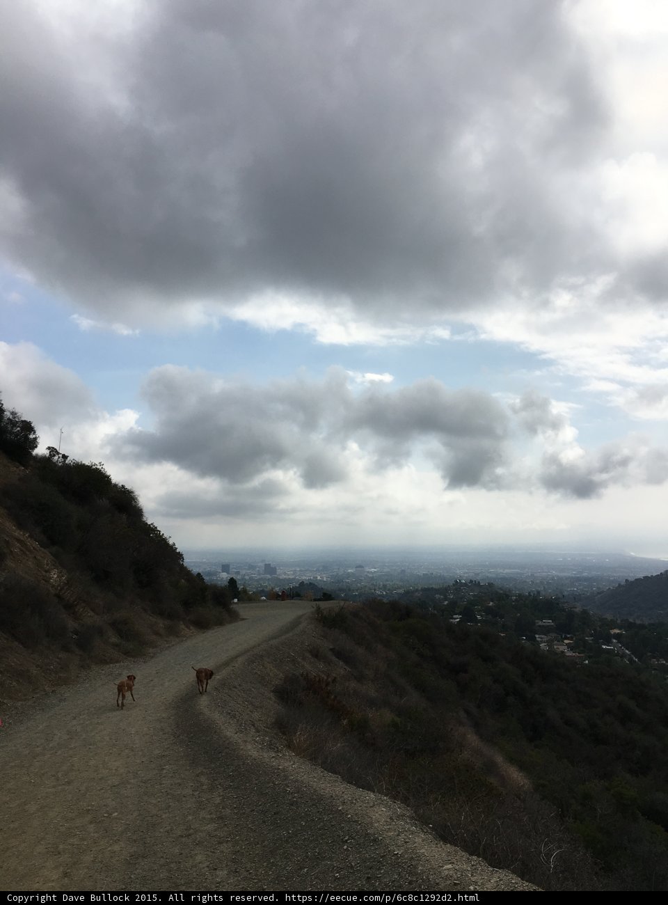 Lonely Dog Walks the Dusty Road
