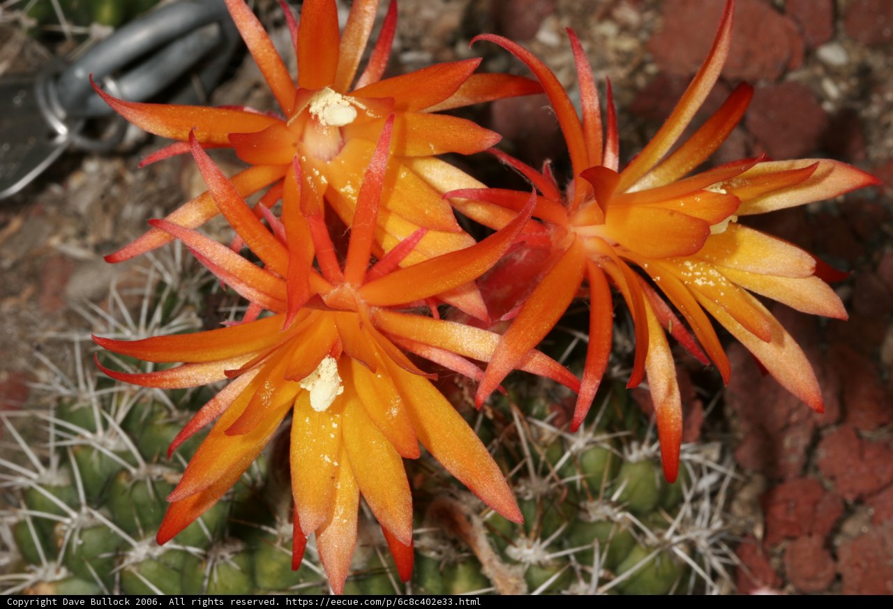Cactus in Full Bloom