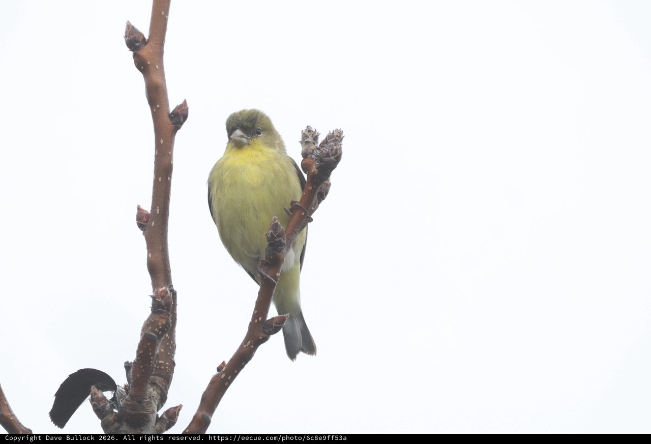 American Goldfinch Perched on Winter Branch in Snow