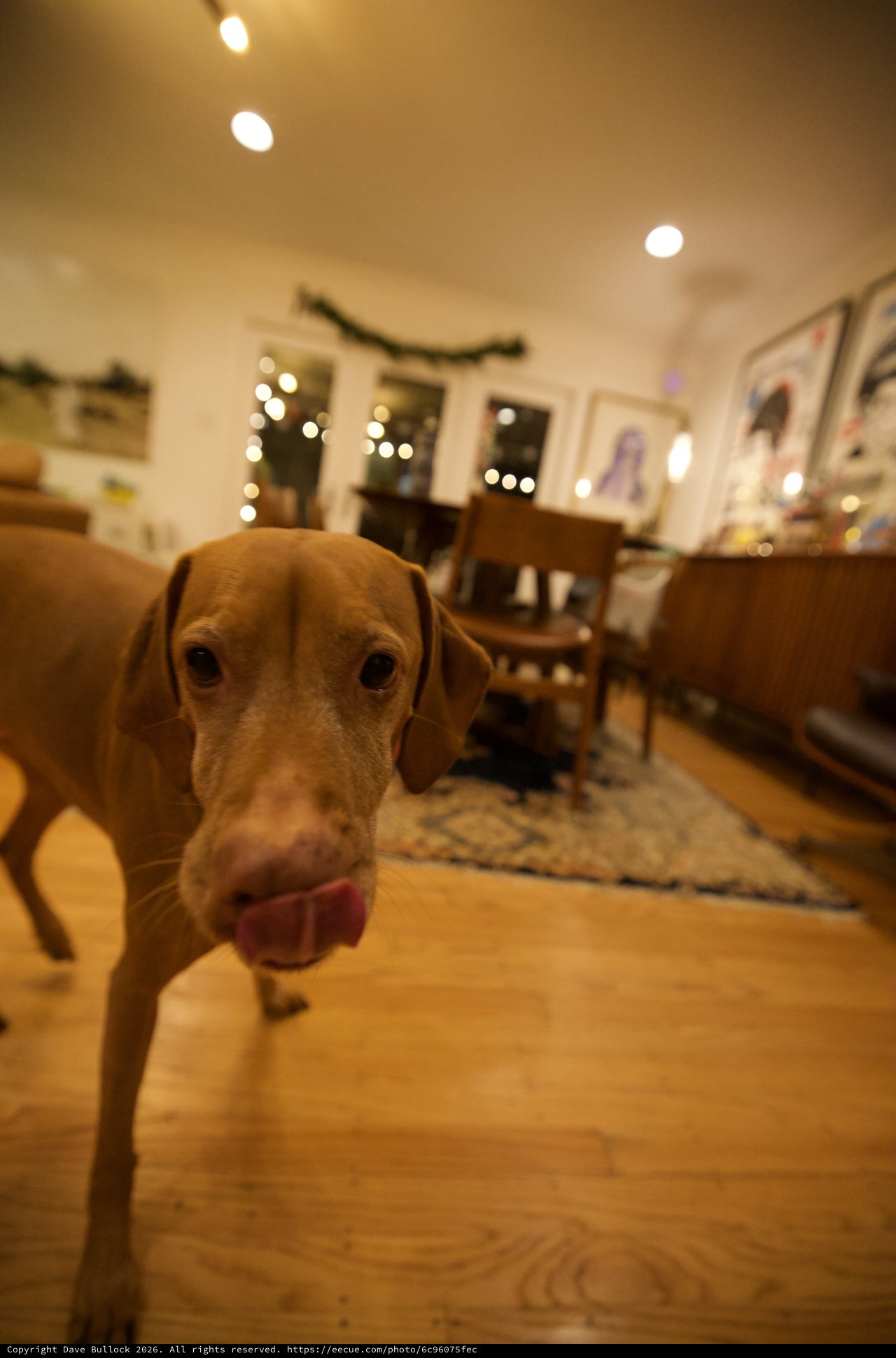 Curious Vizsla Dog Close-Up in Cozy Home