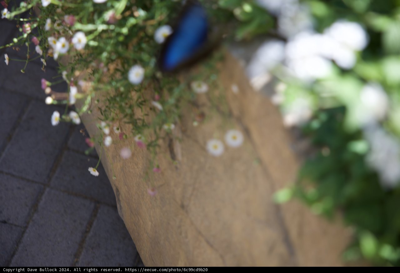 Blossoms Along the Path