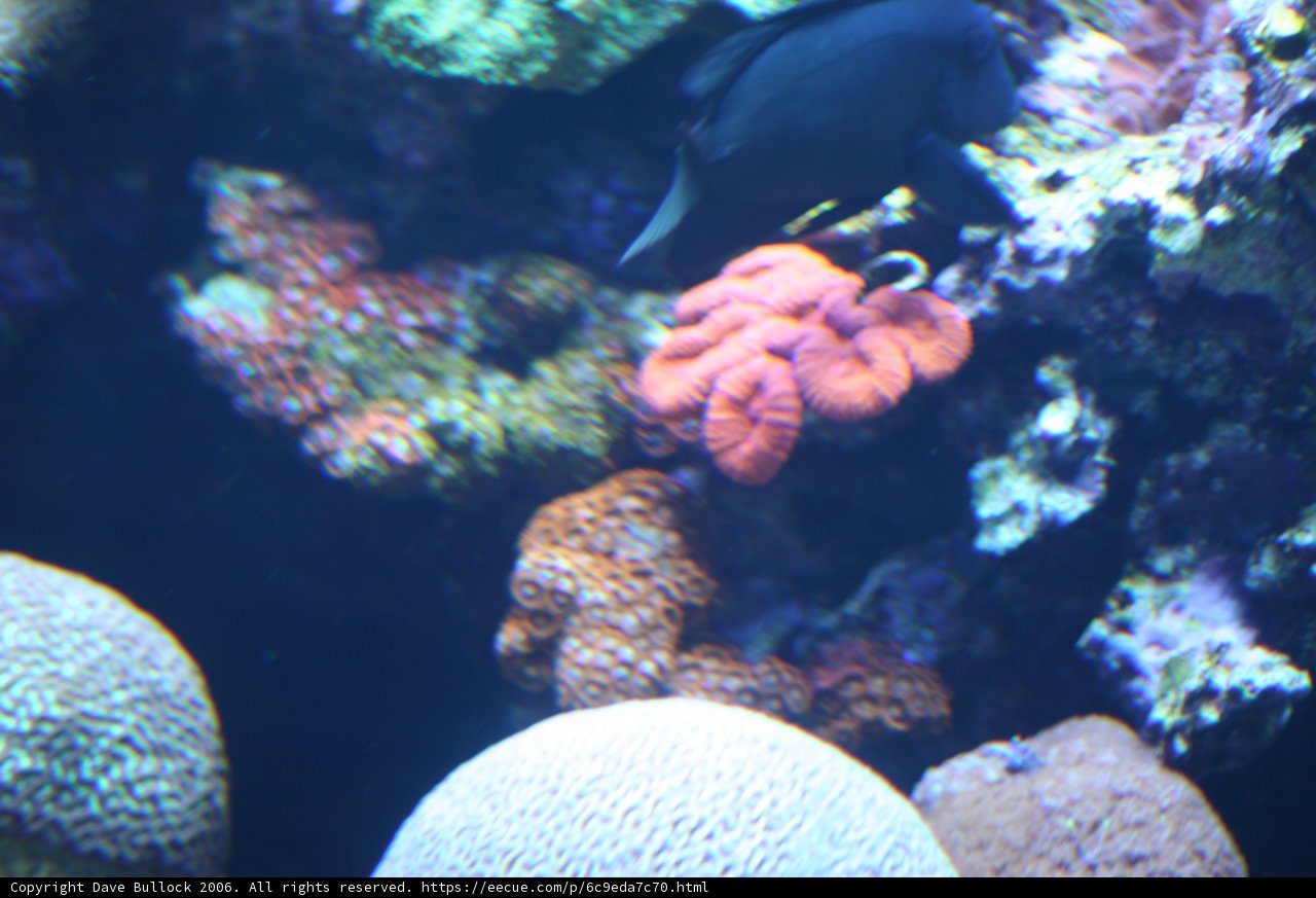 The Beauty of Coral Reef Life