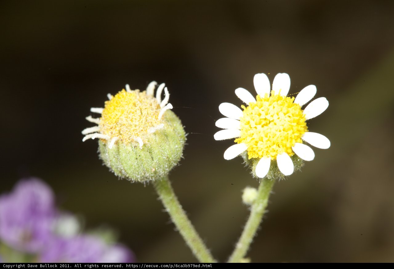 Lovely Daisy Duo
