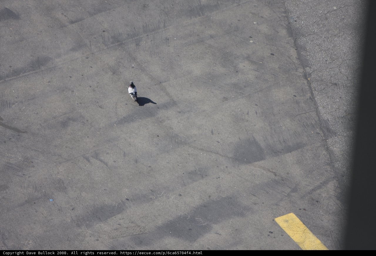 Walking on Tarmac