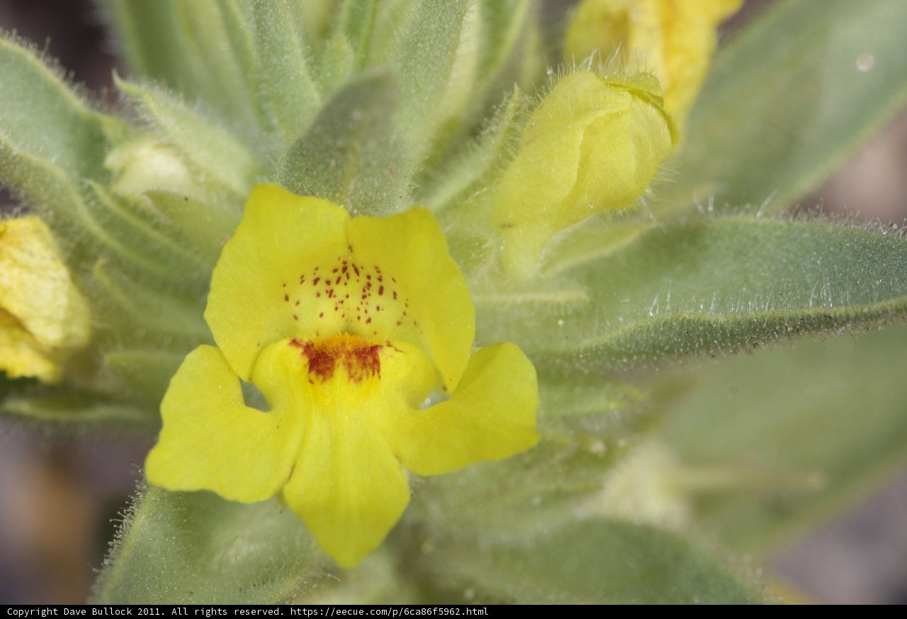 Spotted Yellow Flower