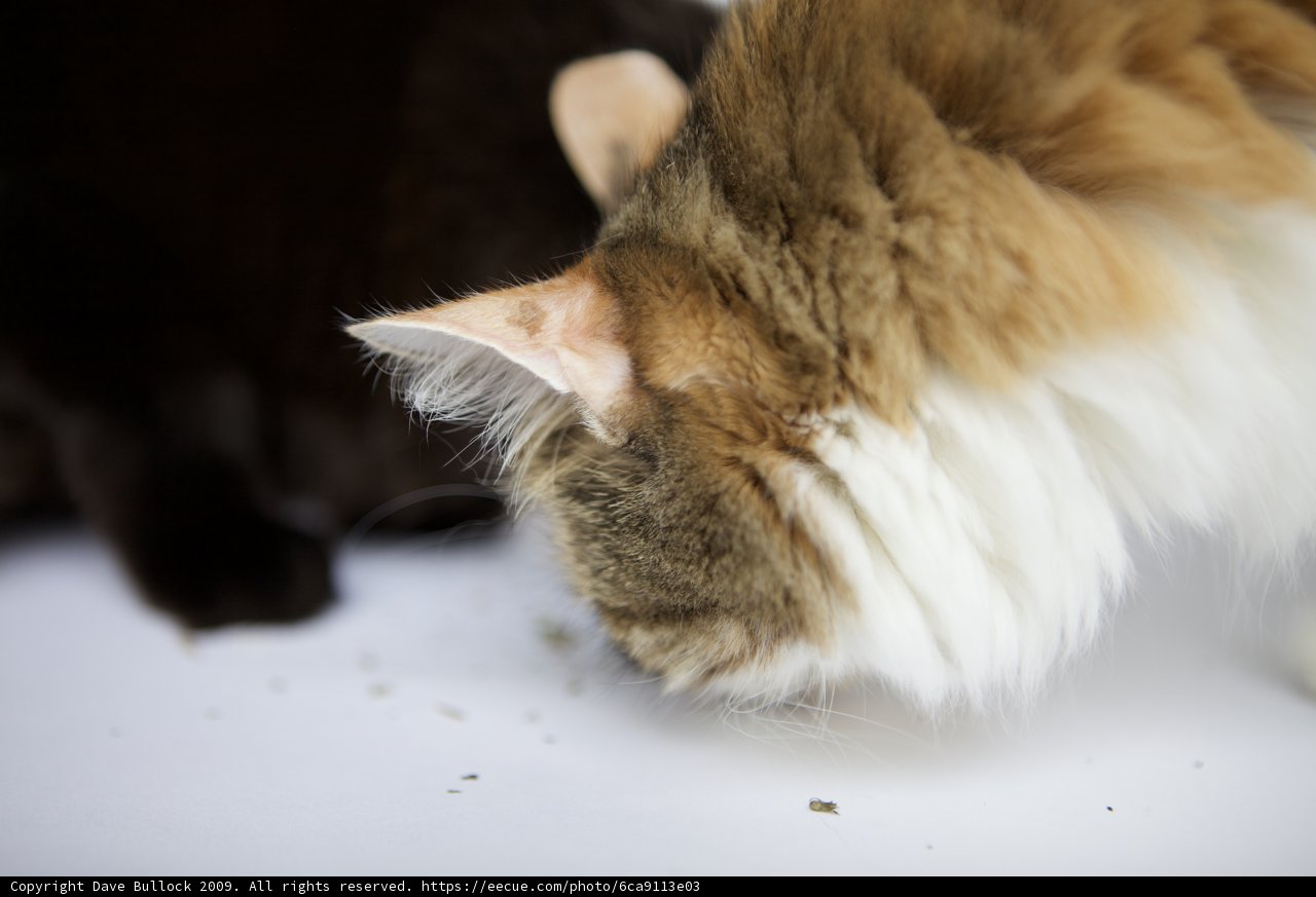 Curious Cat
