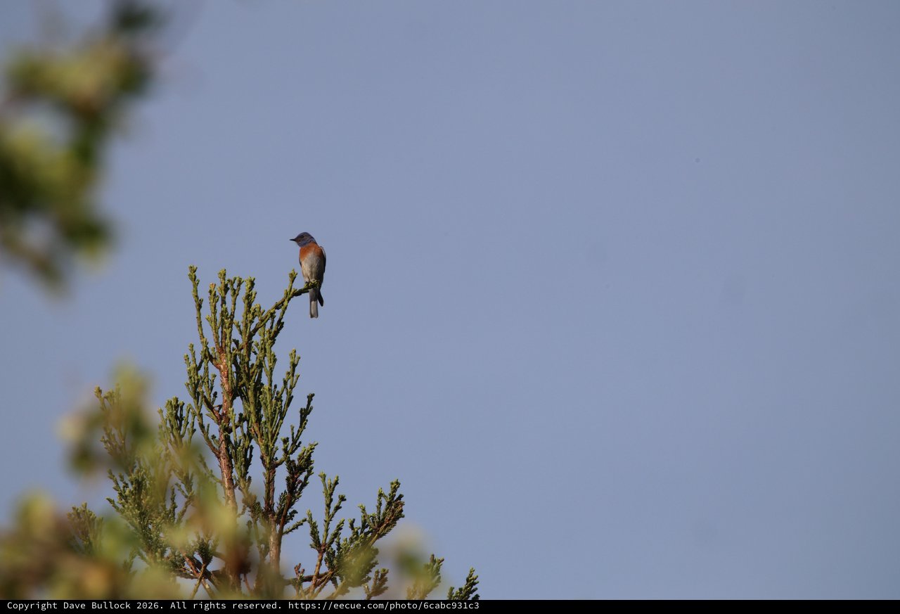 Western Bluebird Perched on Conifer at Dawn
