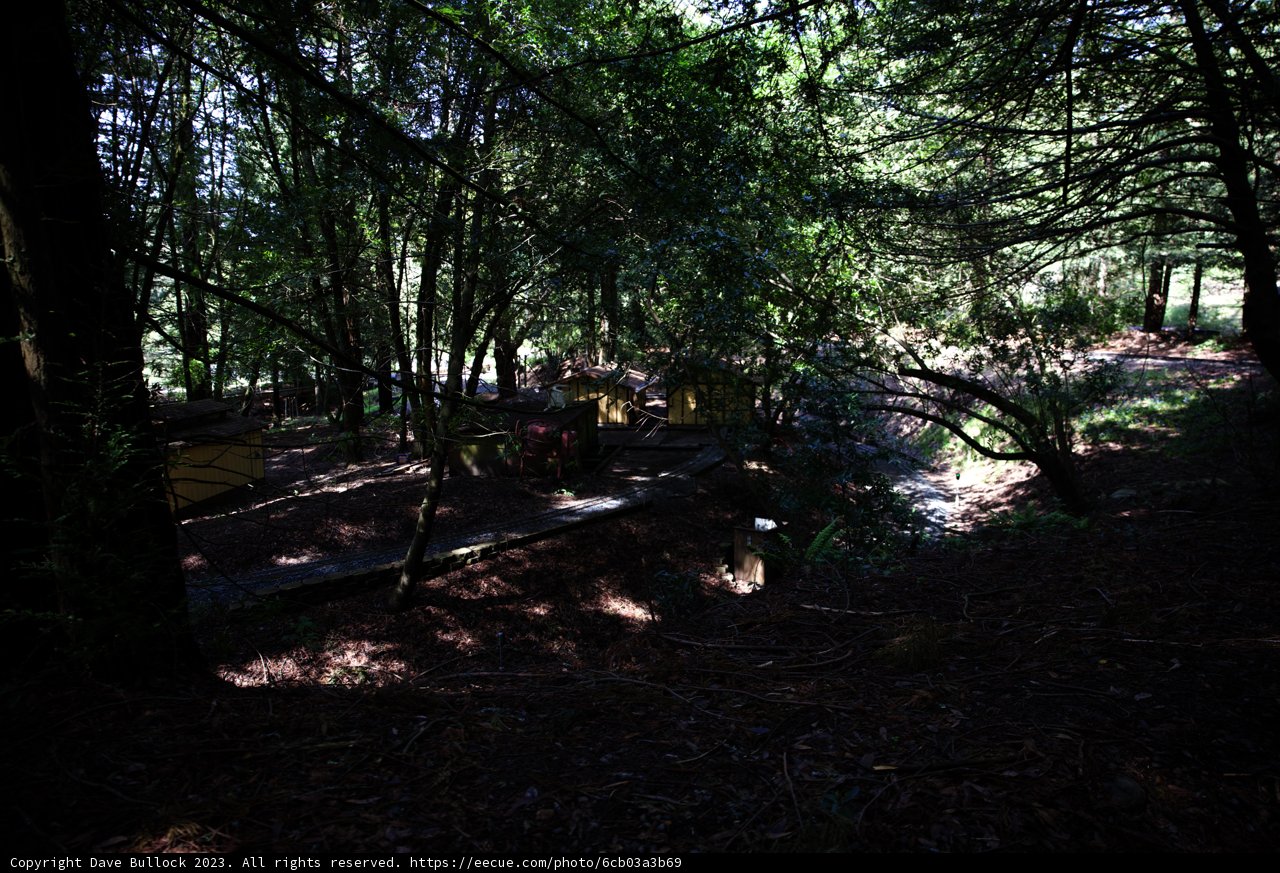 Serenity in the Woods