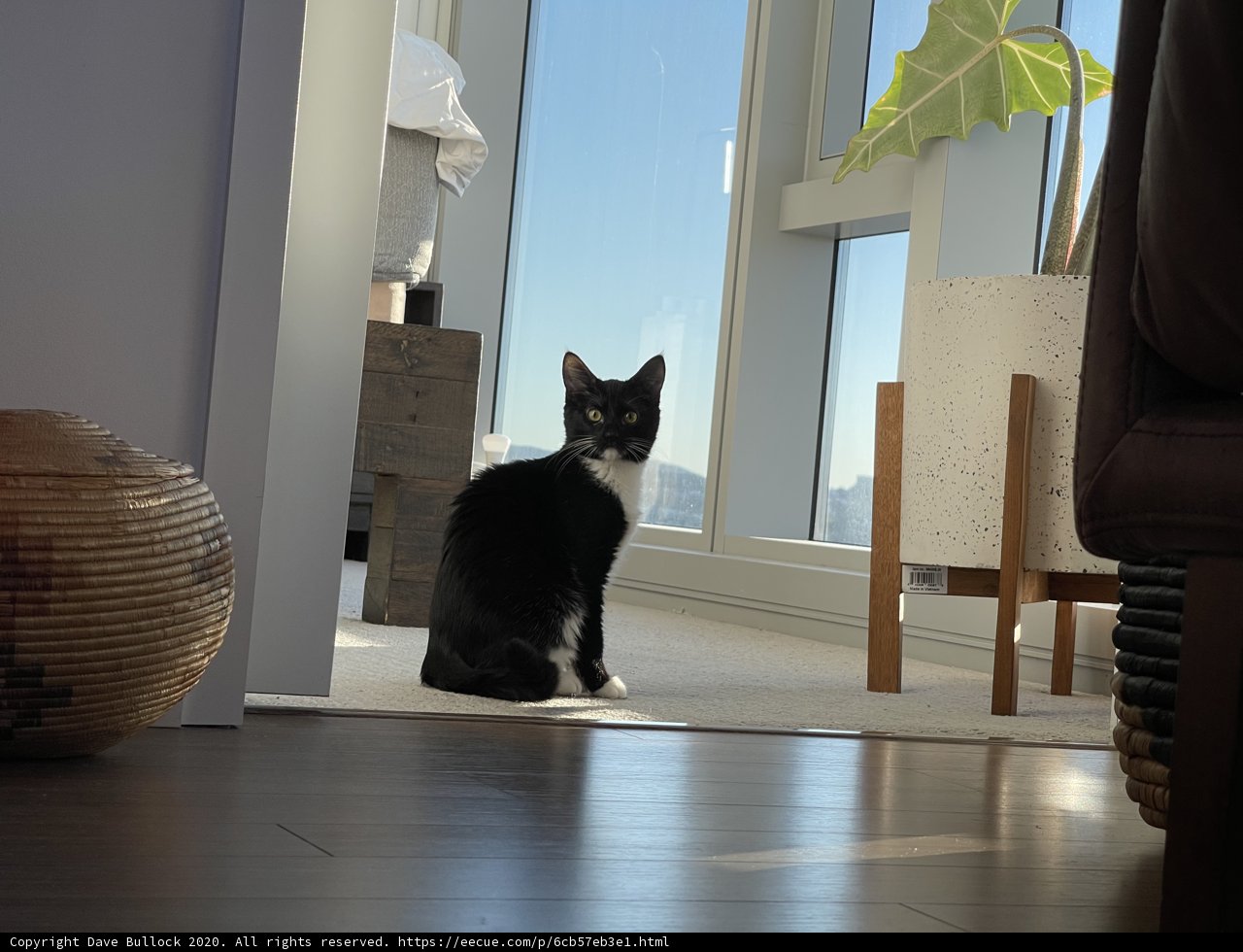Classic cat in a stylish living room