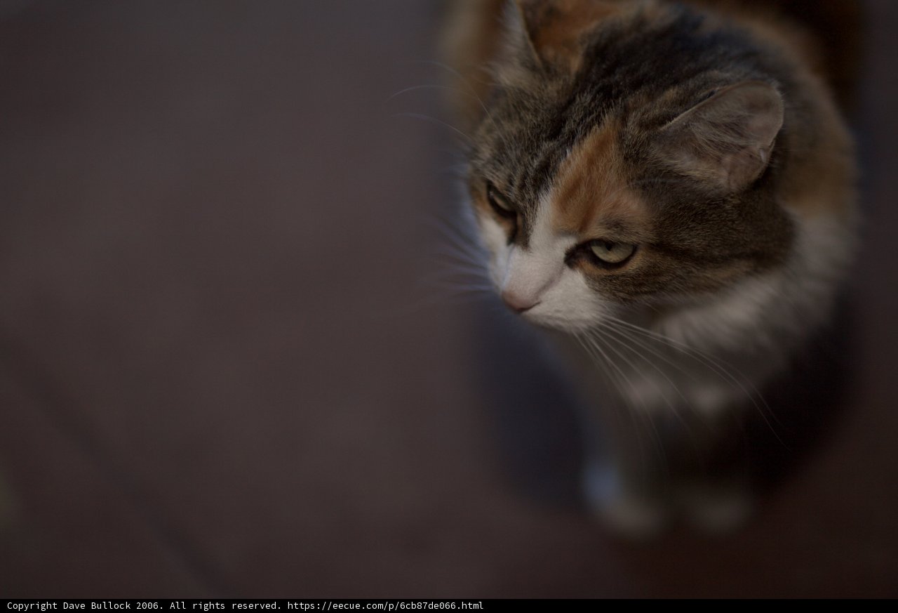 Feline Curiosity