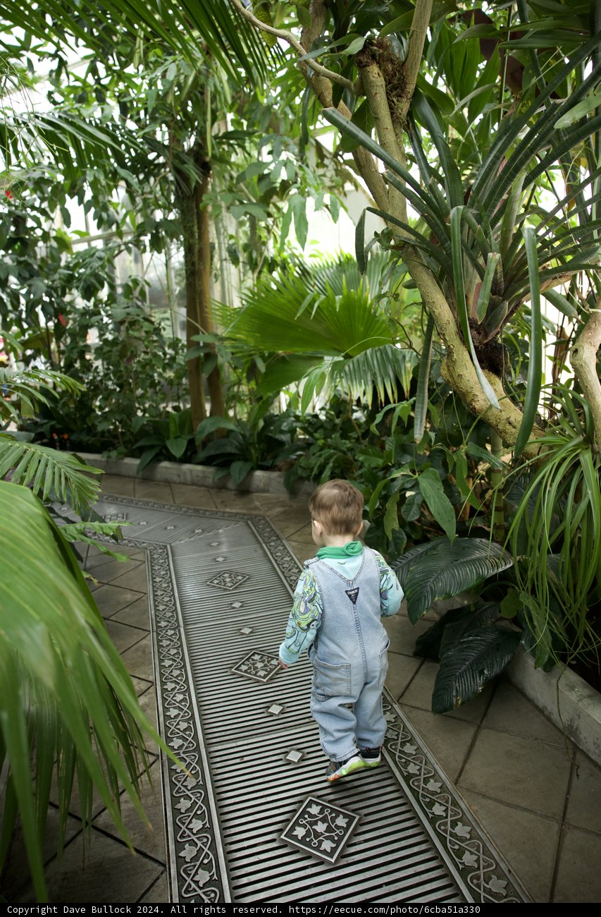Exploring The Magic of Green: A Young Boy's Journey Through Golden Gate's Tropical Paradise