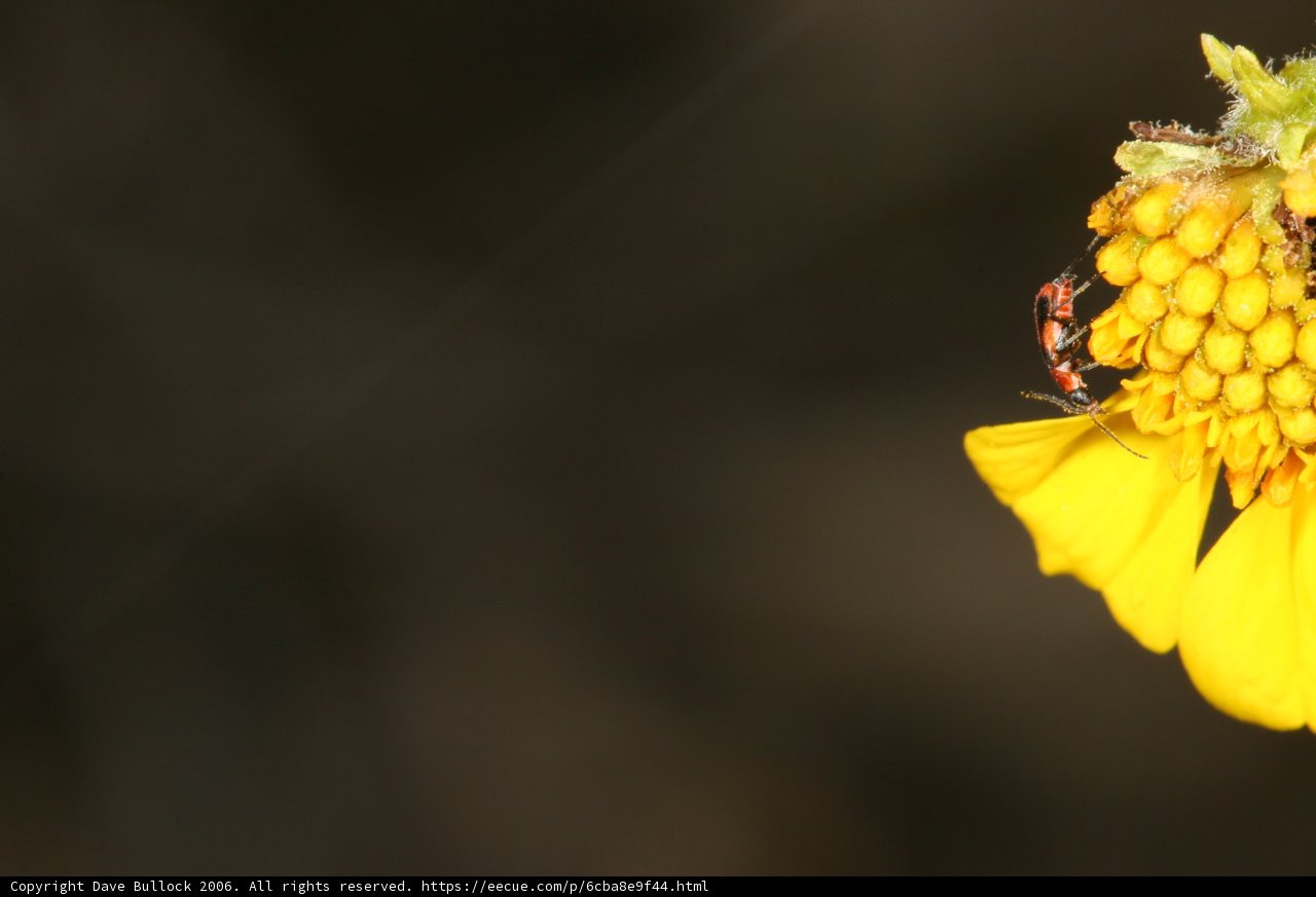 Sunny Buzz