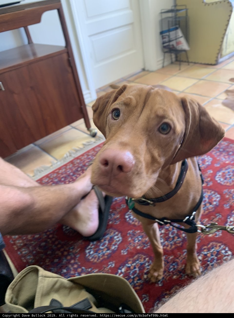 A Vizsla on Plywood Flooring