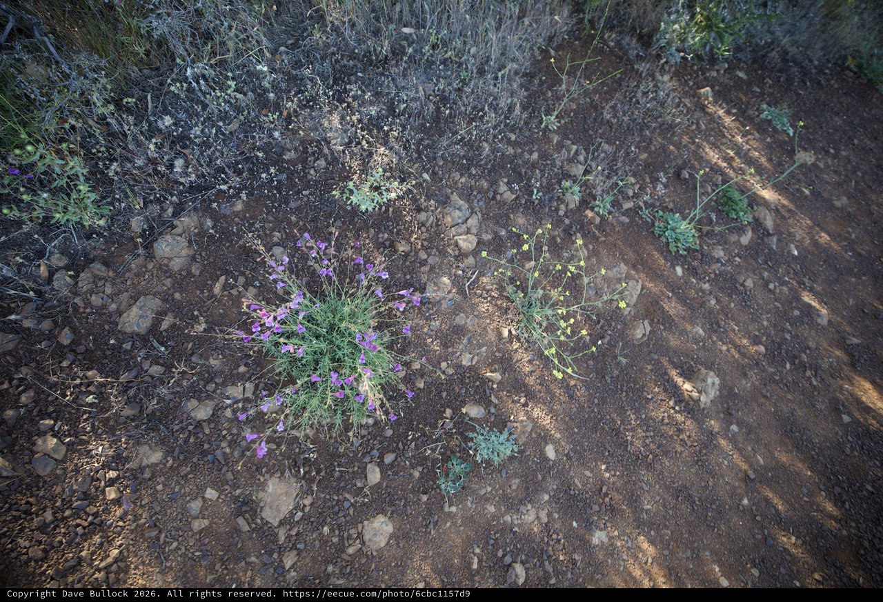 Desert Wildflowers Blooming on Arid Rocky Trail