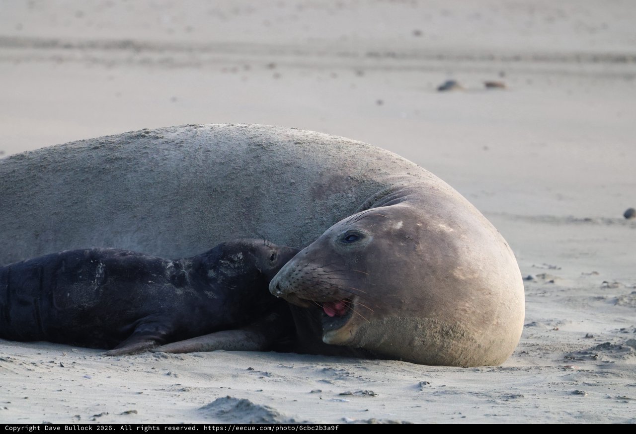 Elephant Seal Resting on Drakes Beach Shore