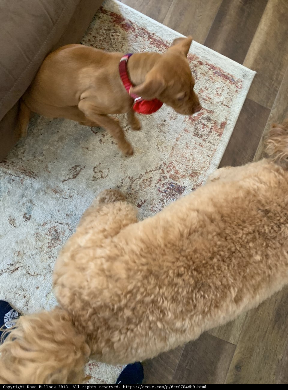 Poodle and Bulldog Playing on Living Room Rug