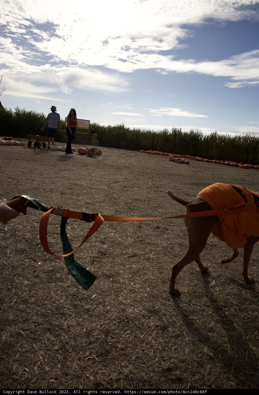 Pumpkin Patch Playtime: A Canine Adventure