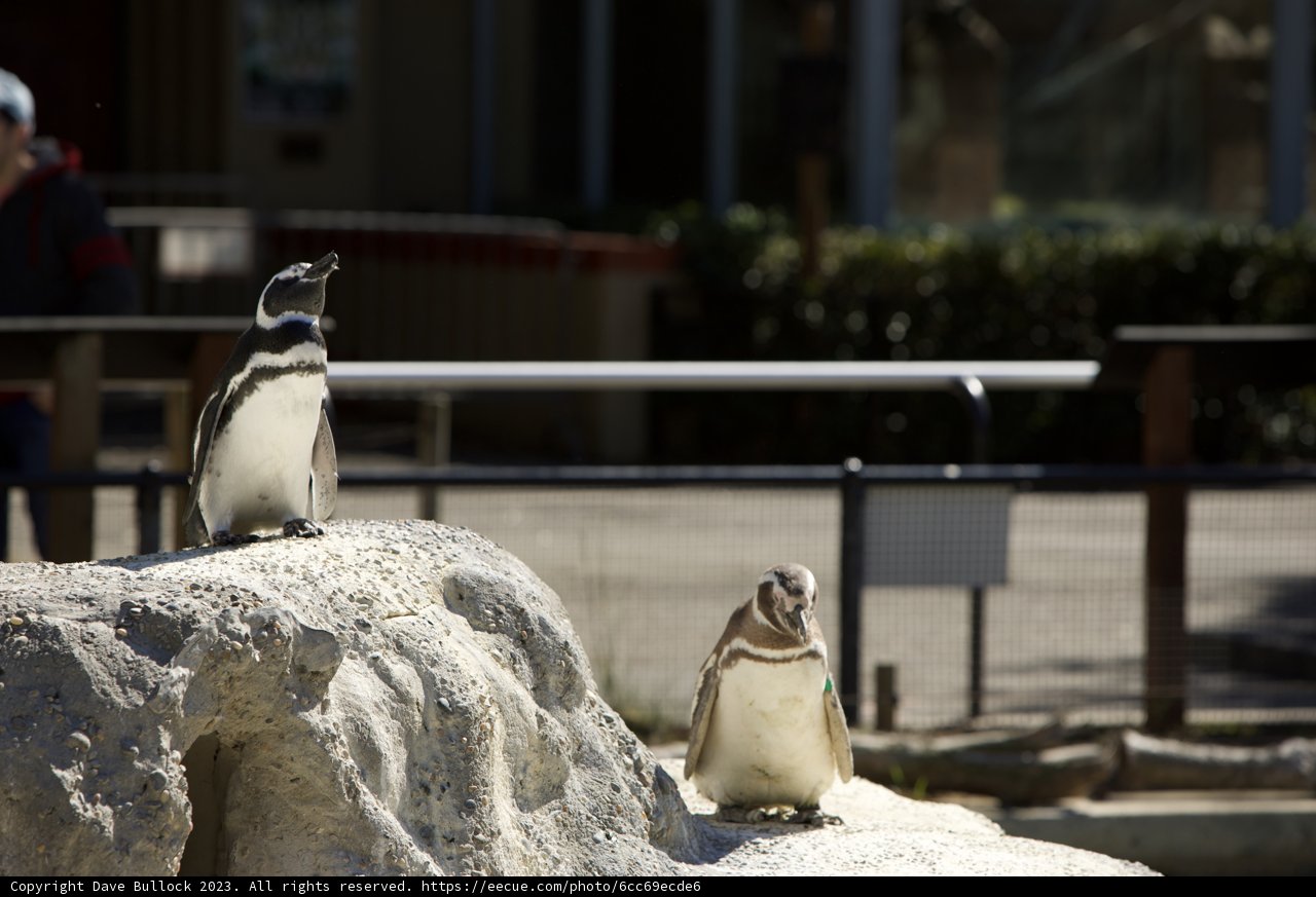 Intimate Encounter with Penguins at SF Zoo