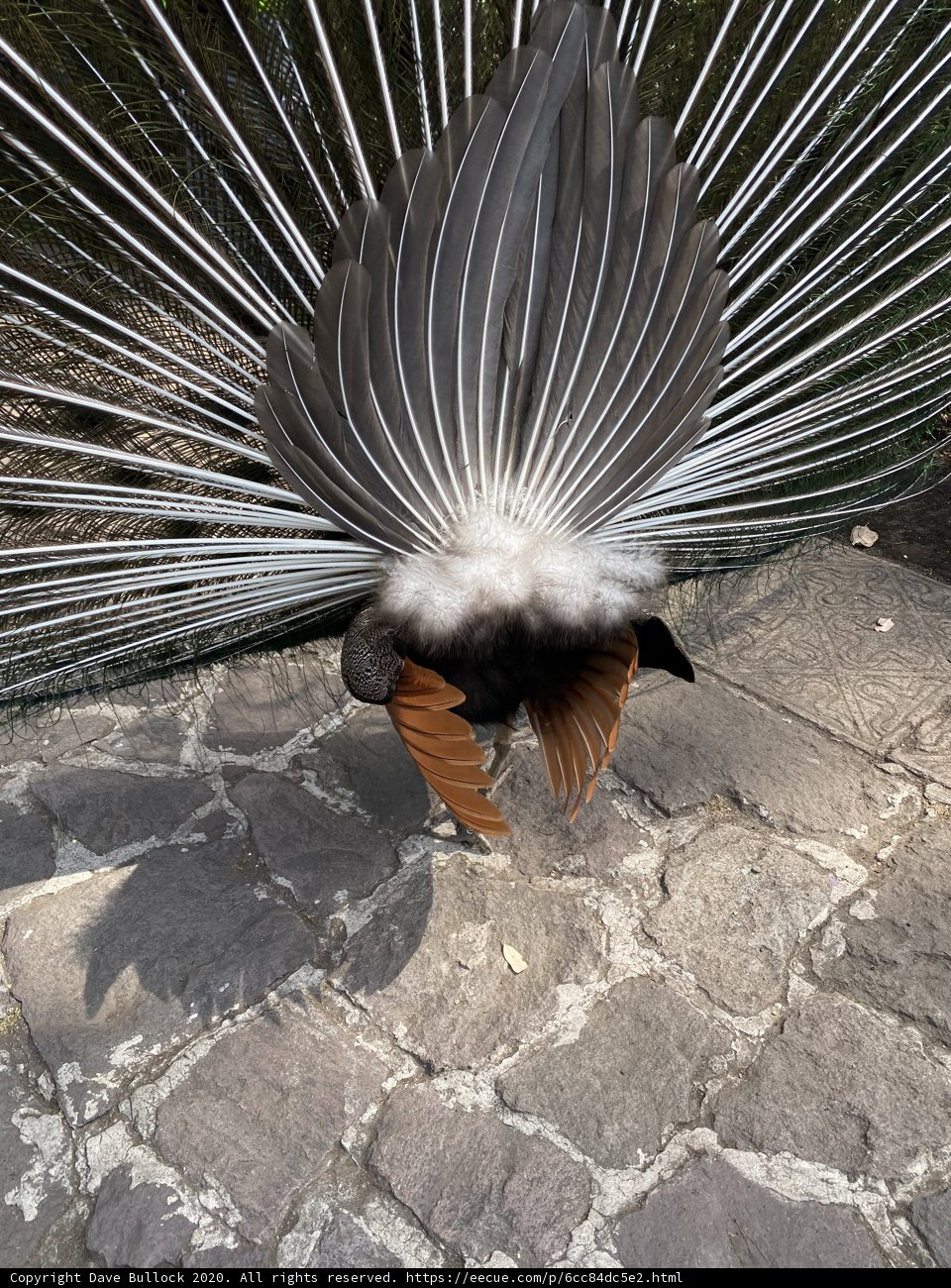 A Majestic Peacock on the Pathway