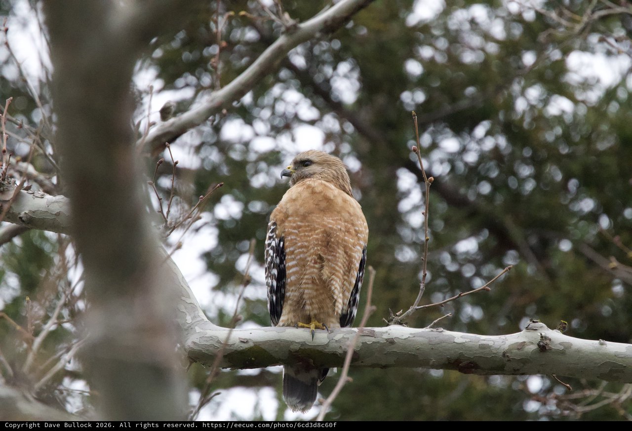 Red-shouldered Hawk Perched on Winter Branch