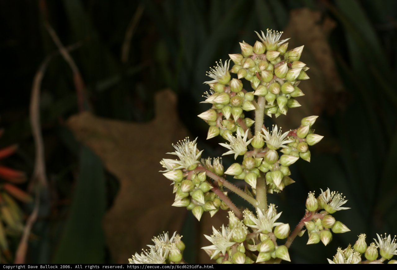 White Blooms in the Garden
