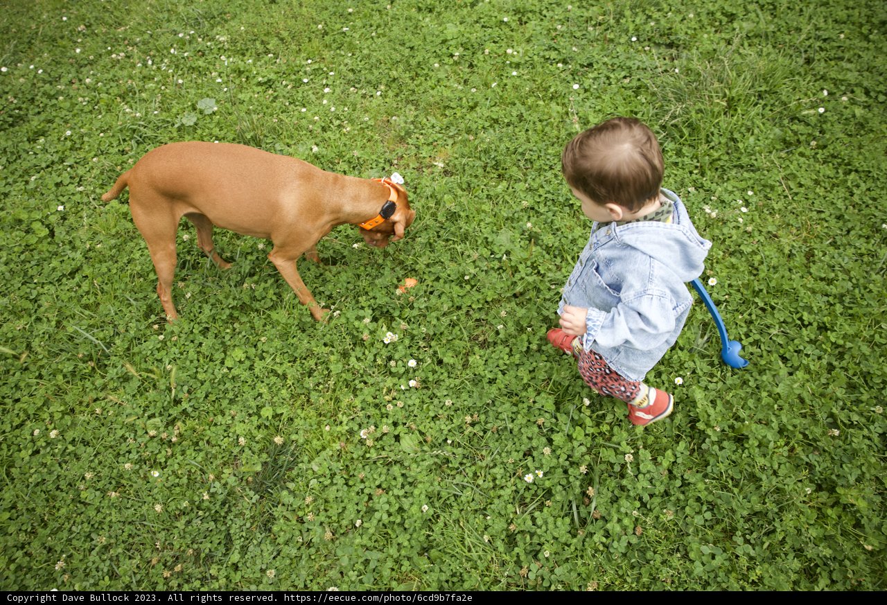 Furry Friends at Play: Wesley's 5th Birthday Bash