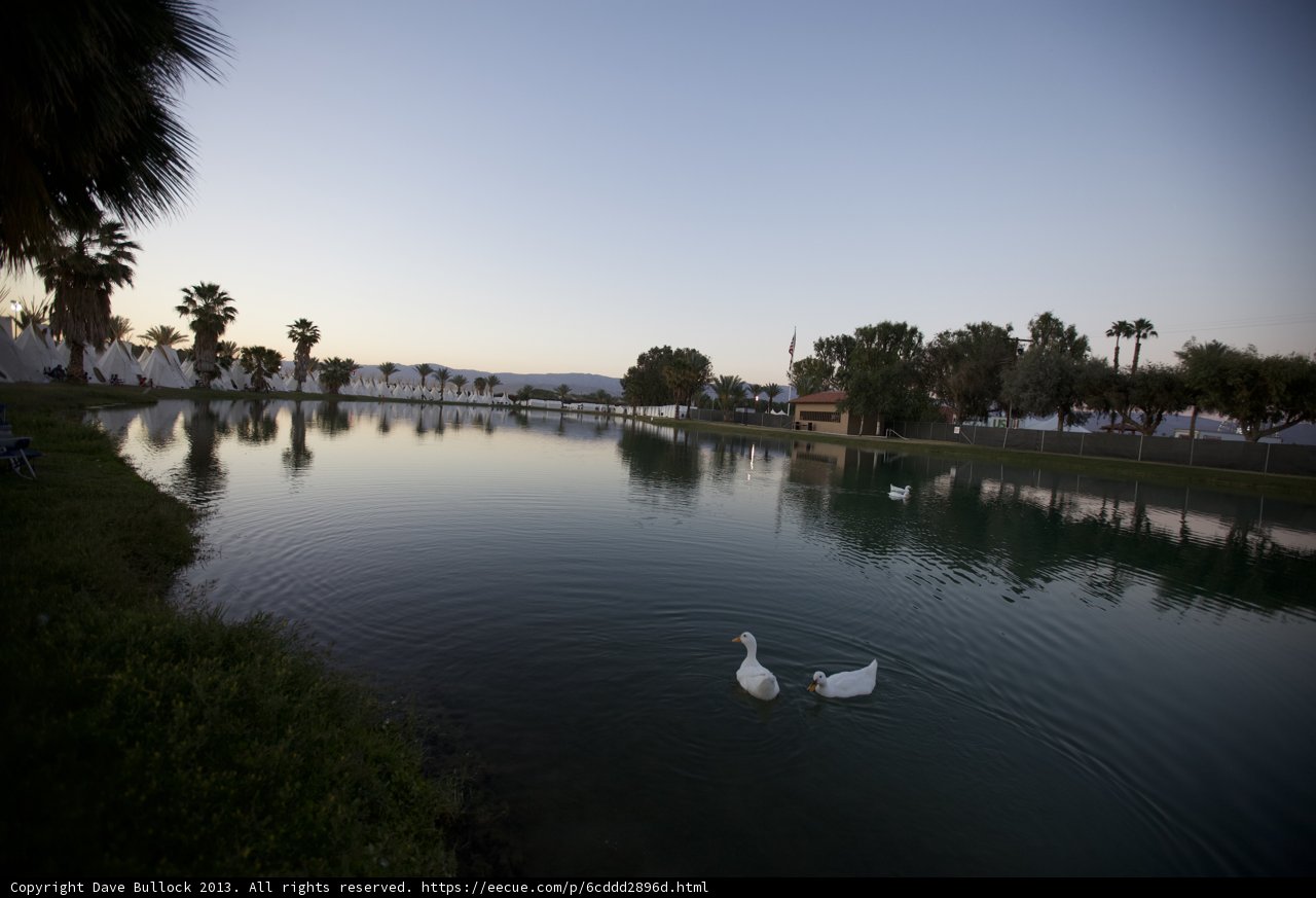 Sunset Swans on the Lake
