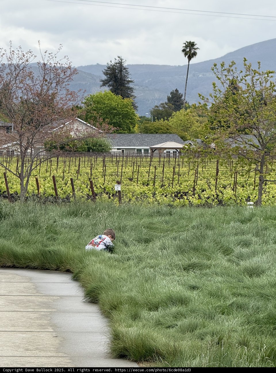 Tranquil Moments in Napa