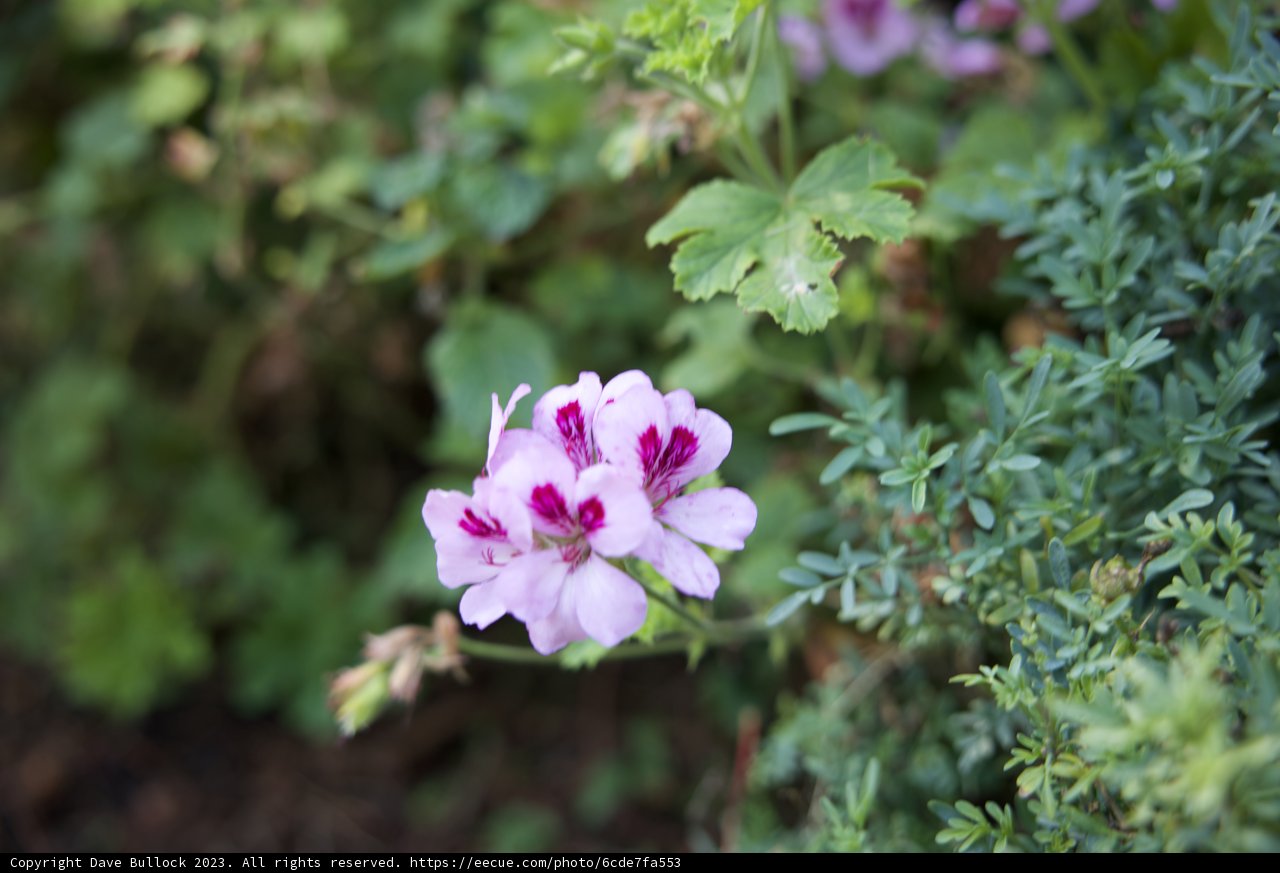 Solo Blossom in Botanical Beauty