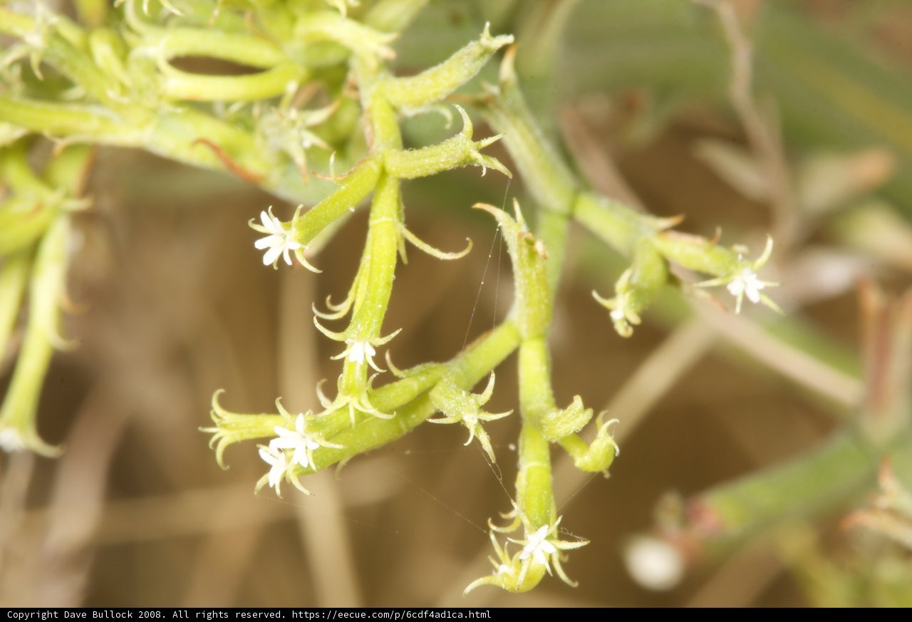 White Blooms of the Desert