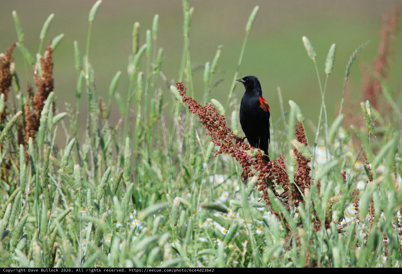 Red-winged Blackbird Perched Among Wild Grasses and Seed Heads