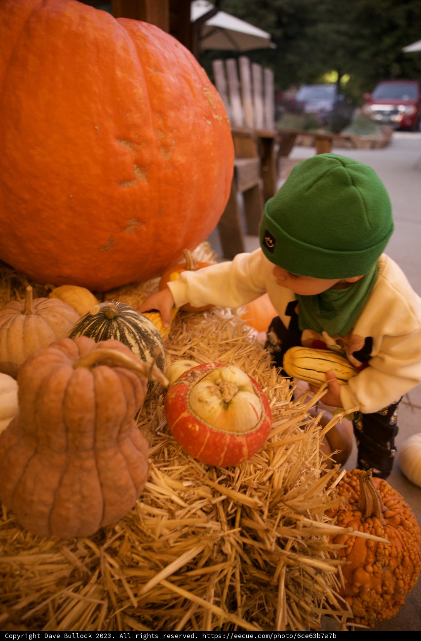 Joy of Harvest – A Candid Countryside Moment