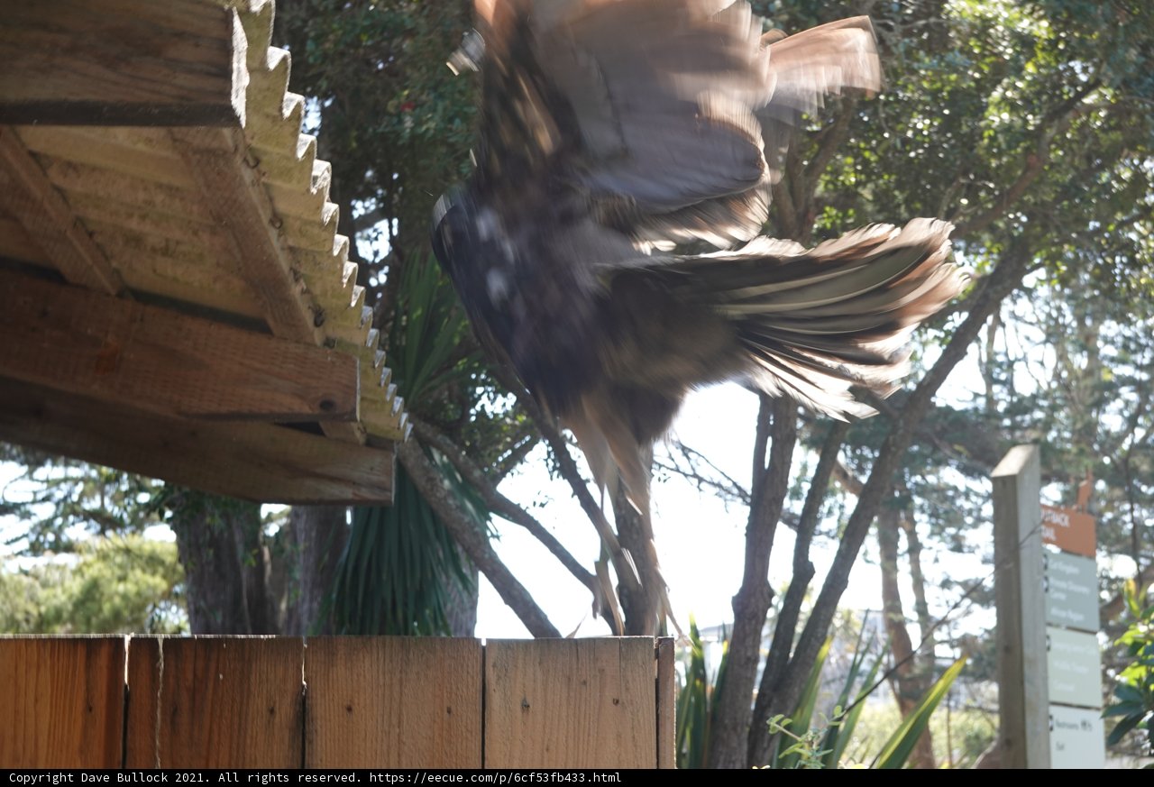 Flight Over Wood and Housing