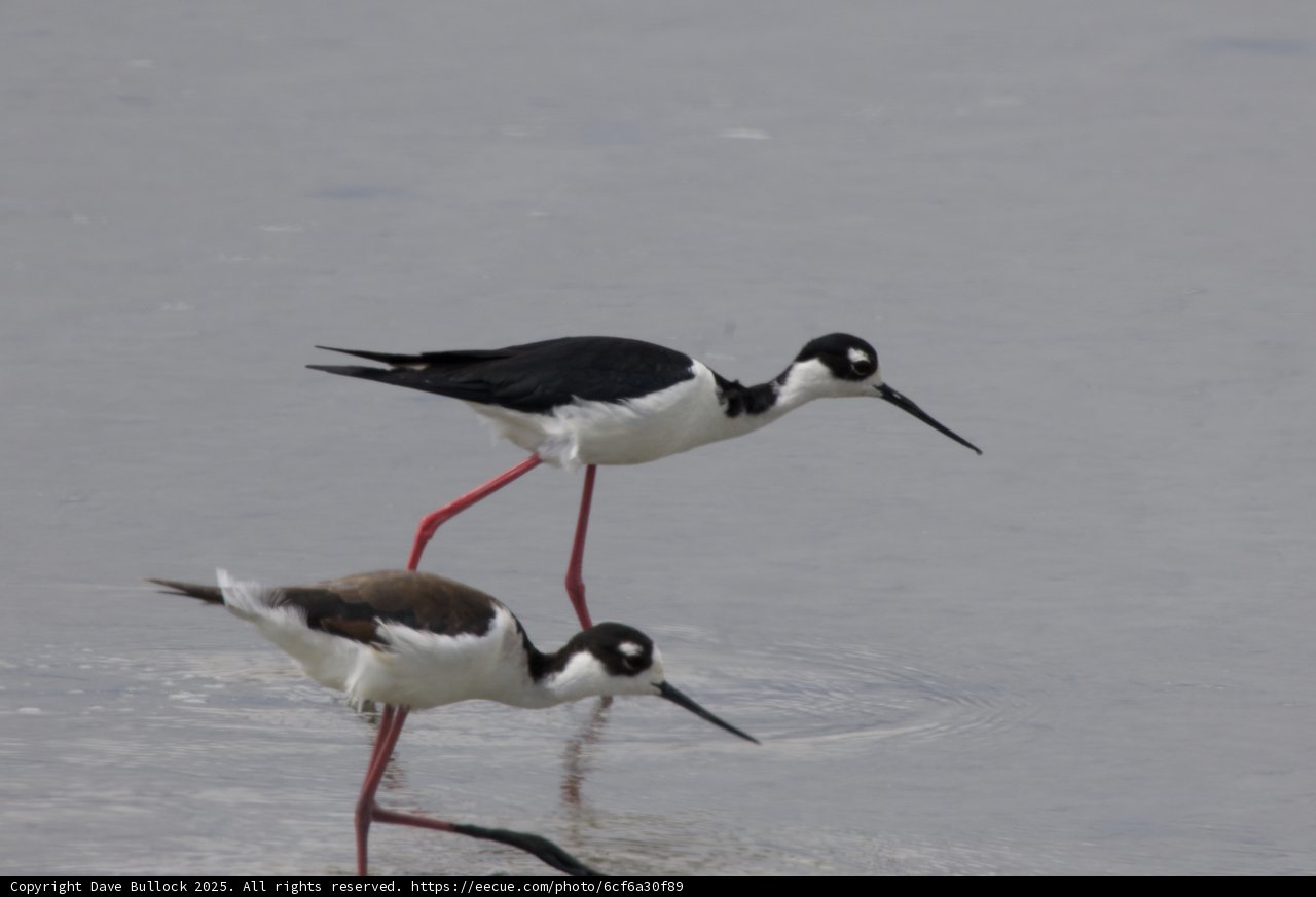 Graceful Waders of San Pablo Bay