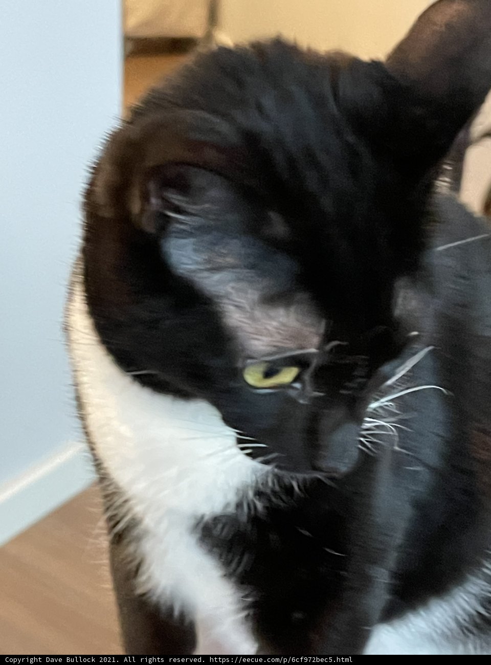 Green-eyed Majesty