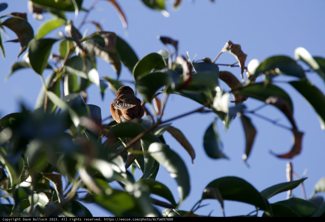 Serenity in Sereno: A Finchy Morning